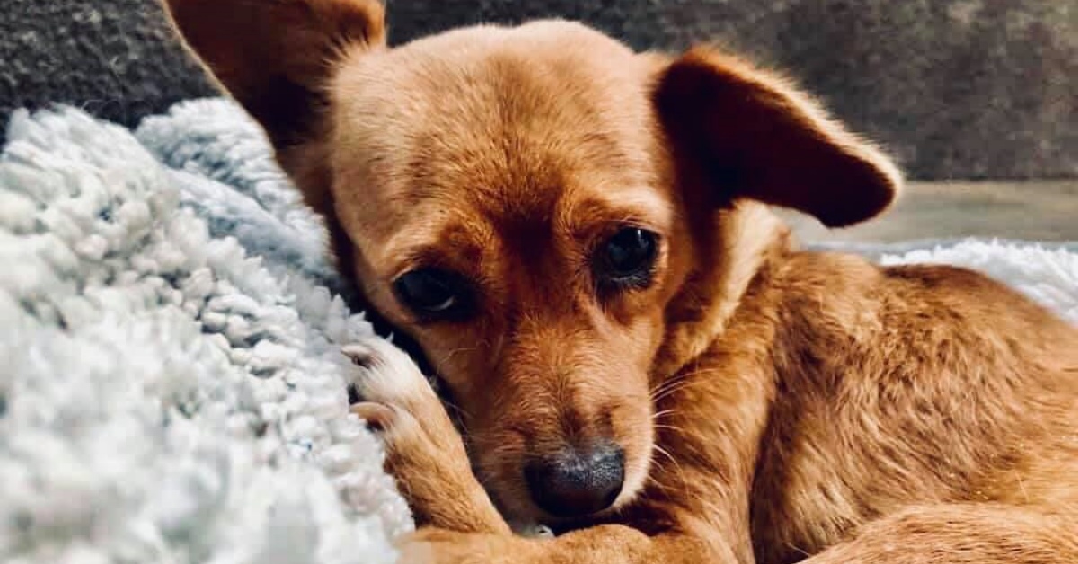 Cane trovato a vegliare il corpo del suo proprietario: il racconto di Cécile