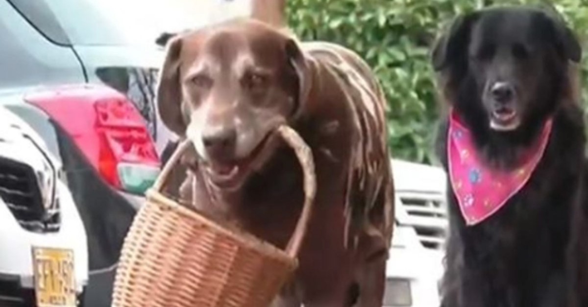 Eros, il cane che consegna i generi alimentari durante la pandemia