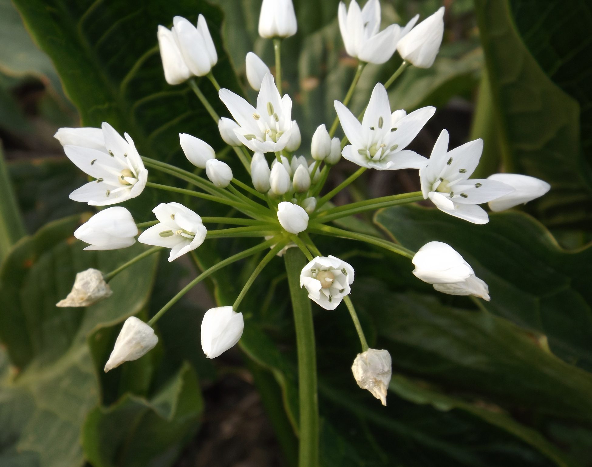 Fiore di Bach Star of Bethlehem: come aiuta chi ha vissuto un trauma profondo