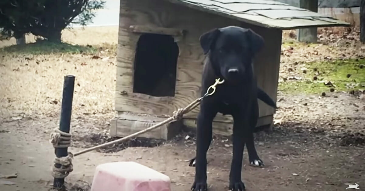 La storia di Flannel: il cane salvato da un uomo che non lo voleva più