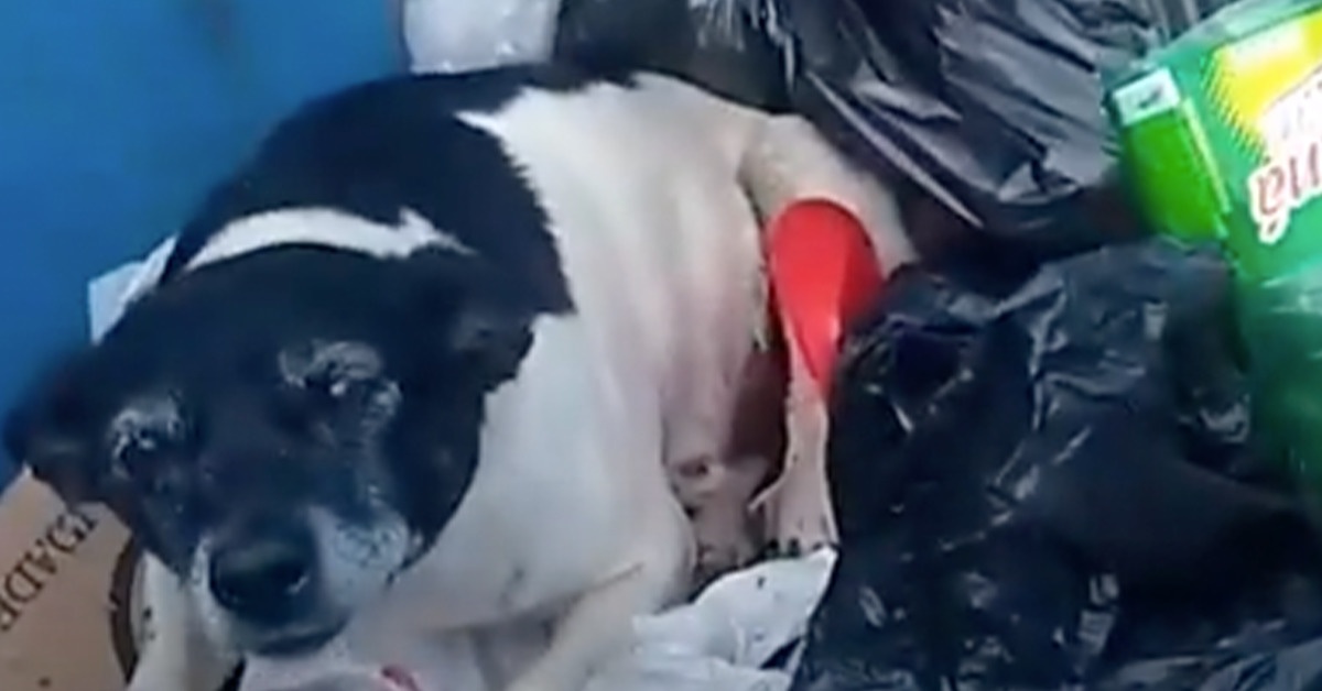 Florzinha, la cagnolina gettata nella spazzatura perché anziana e malata