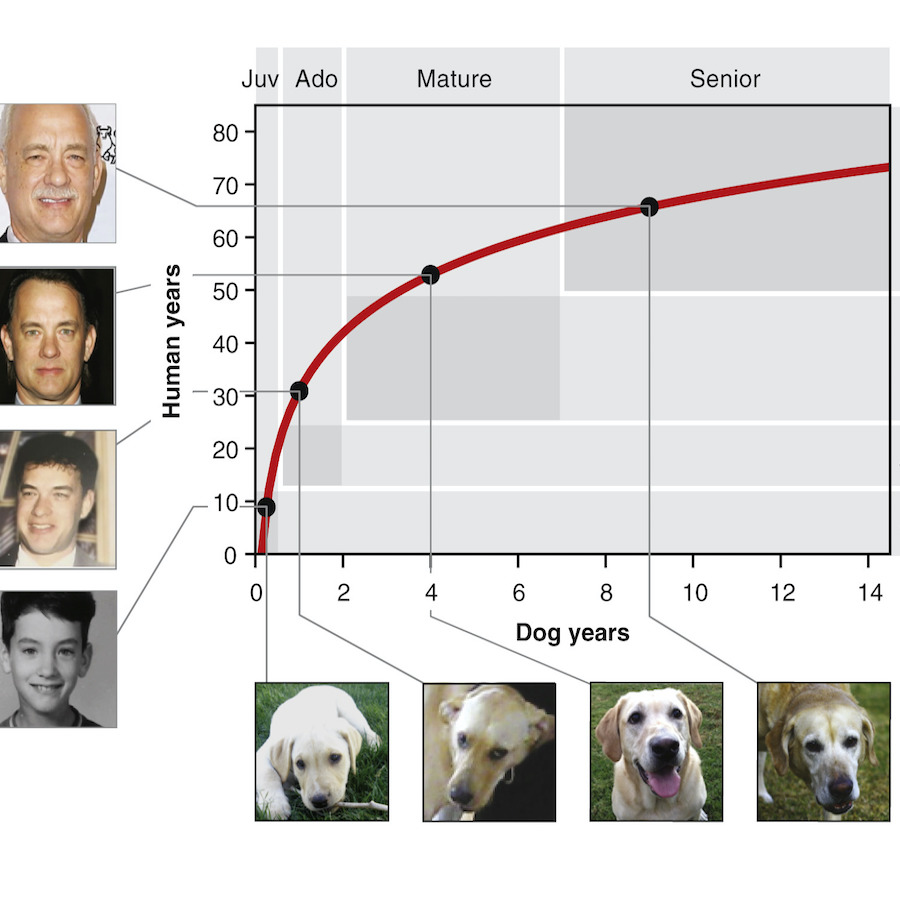 Come si calcola l'età del cane