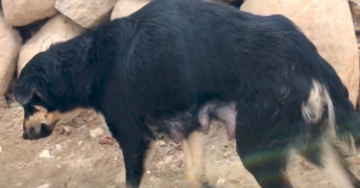 Jessie, la cagnolina investita che ha continuato a prendersi cura dei suoi cuccioli