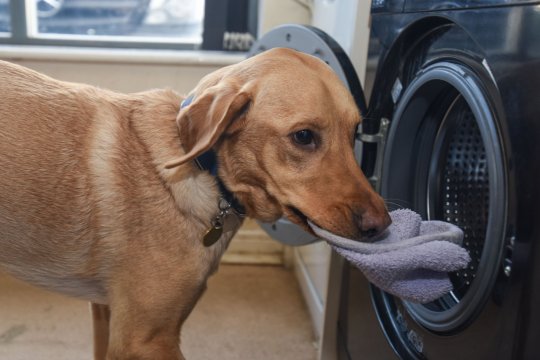 Kevin, il cane che aiuta la proprietaria