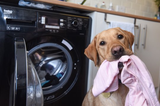 Kevin, il cane che aiuta la proprietaria