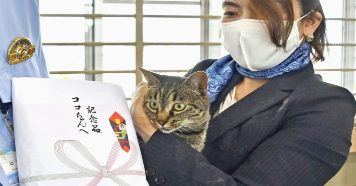 Toyama, il gatto Koko salva un uomo caduto in un canale d’irrigazione