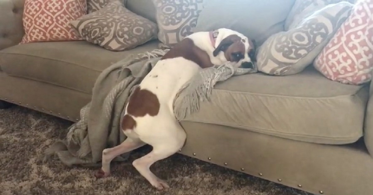 Lexi il cane che cerca di infrangere le regole: la clip è esilarante