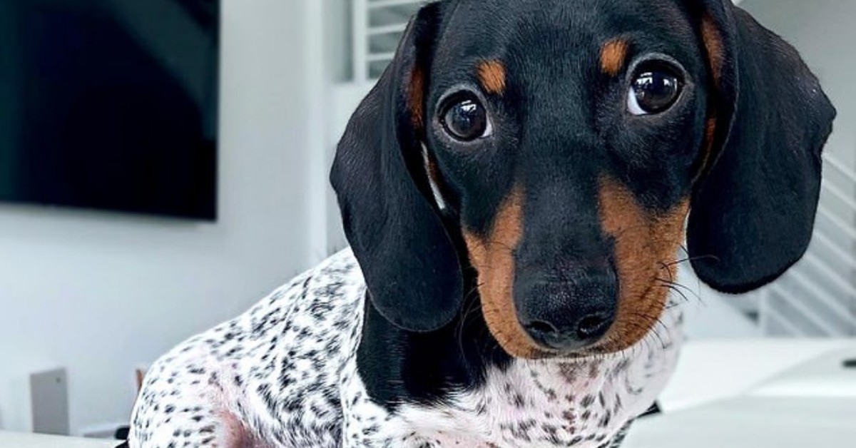 Moo, il cane con il pelo diverso tra testa e corpo: metà bassotto e metà dalmata