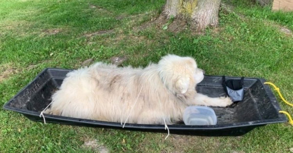 Penny il cane anziano abbandonato davanti al rifugio: aveva un biglietto vicino