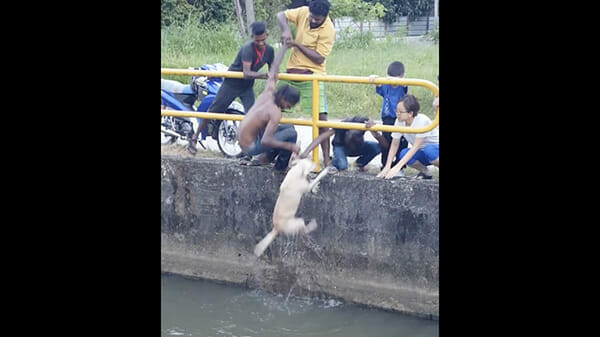 Ragazzo salva un cane