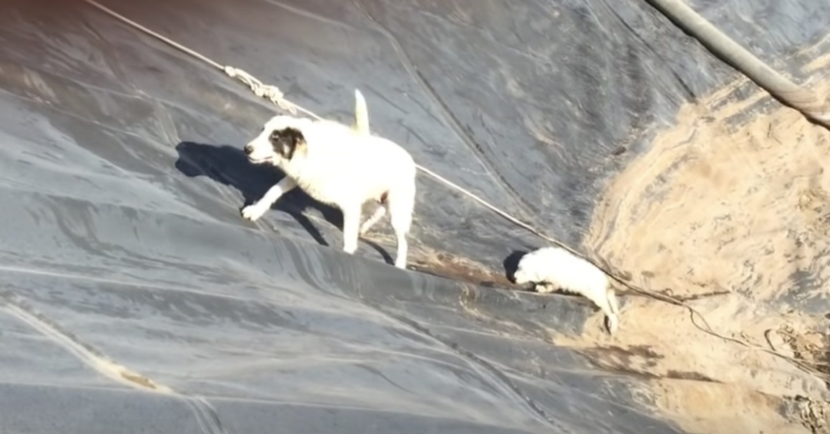 Il salvataggio di una cagna e del suo cucciolo