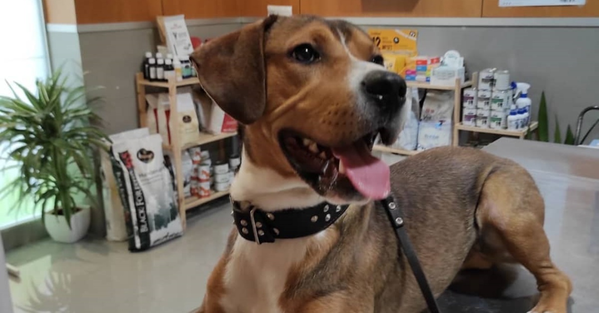La storia di Turbo: il cagnolino abbandonato sotto il sole