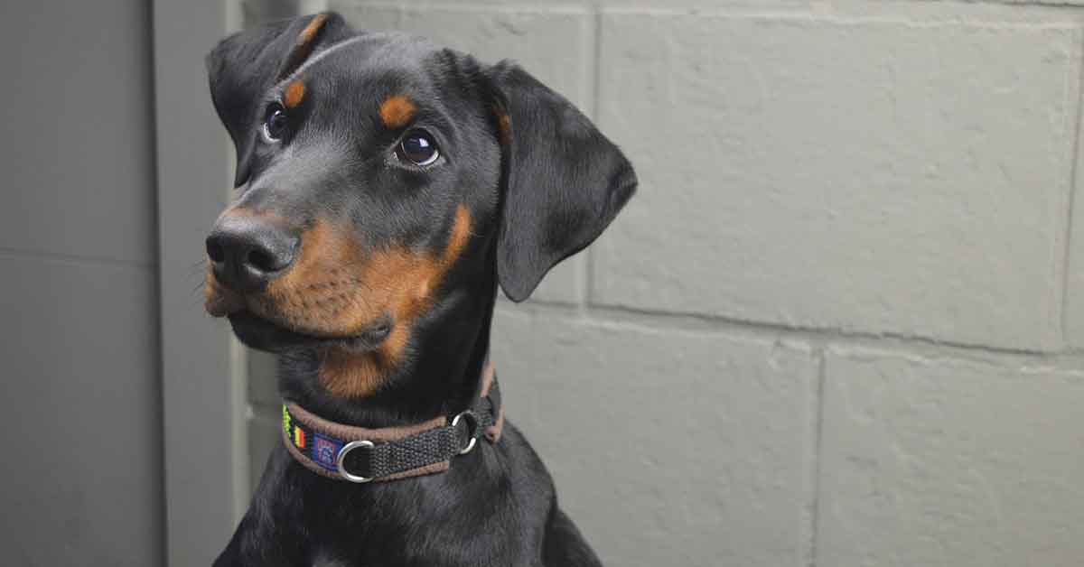 Adotta un dobermann, ma scopre di essere stata truffata