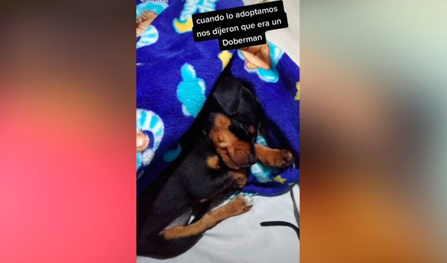 Il cucciolo di cane adottato