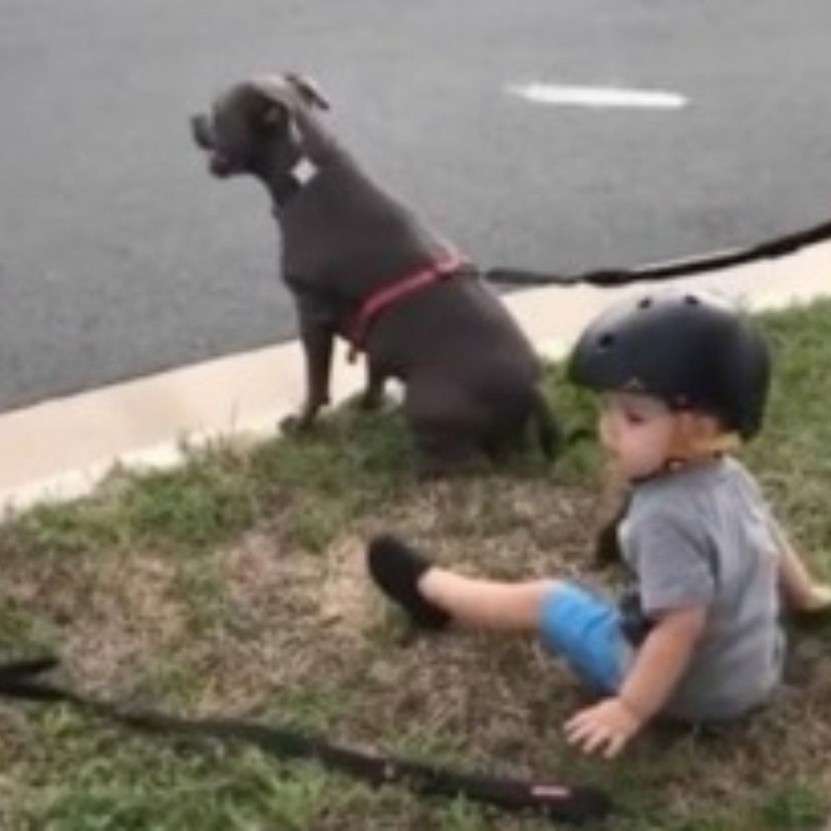 Bambino seduto coi cani