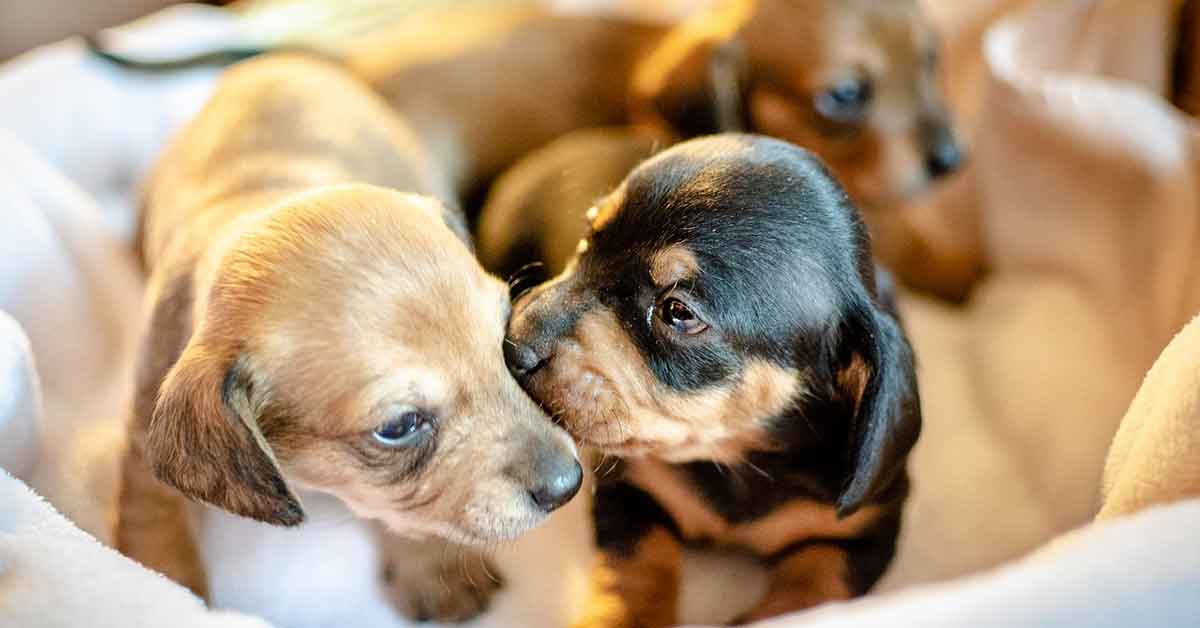 Cagnolina randagia partorisce i cuccioli