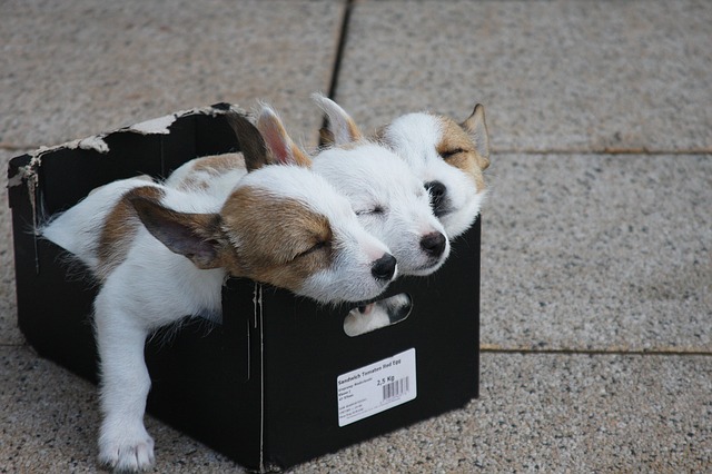 Cuccioli fratelli in una scatola