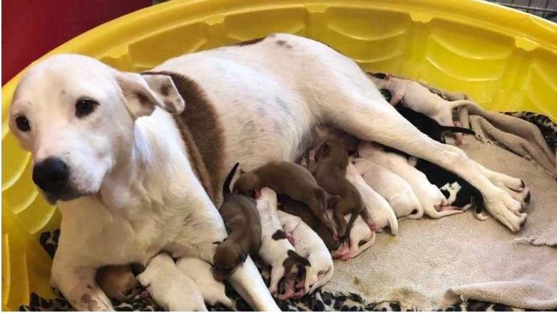 Cagnolina randagia e i suoi cuccioli