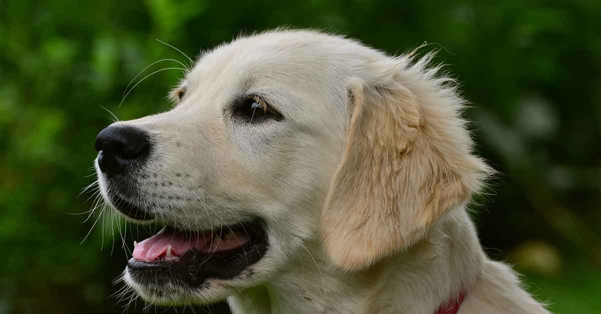 Cagnolina si innamora