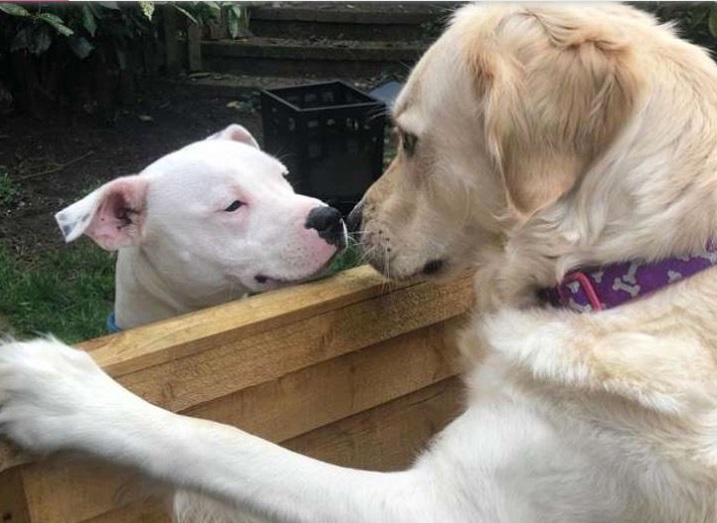 Lola e Loki innamorati