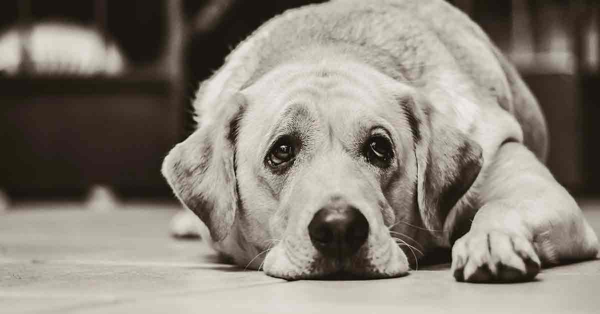 Cane abbandonato perché ha il cancro