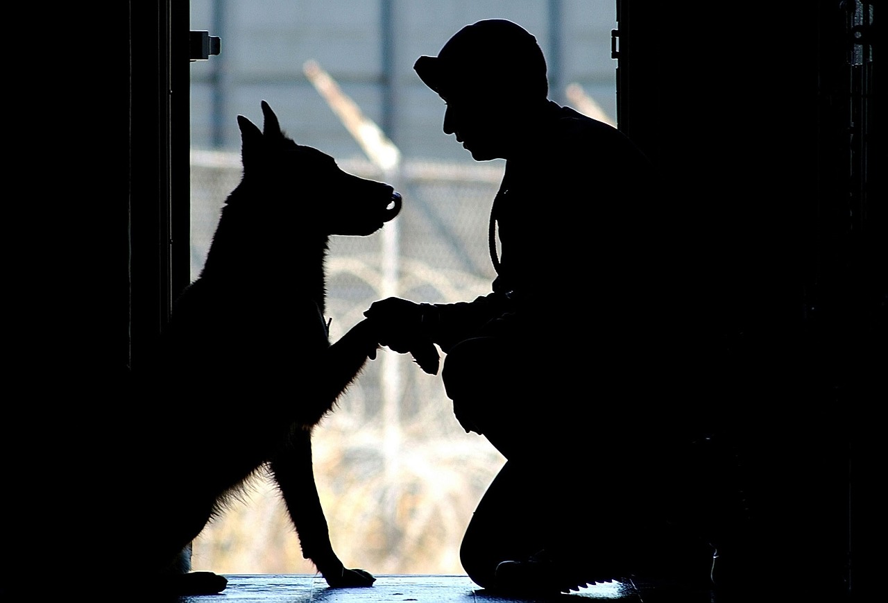 Cane aiuta a sbloccare la strada