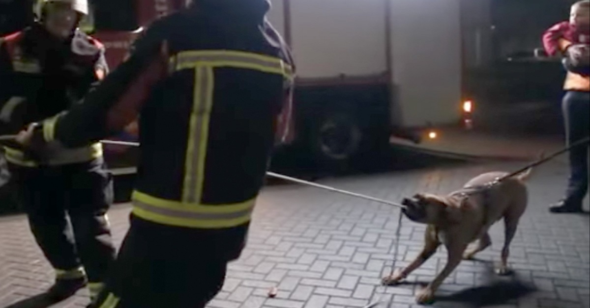 Cane aiuta i pompieri con la corda