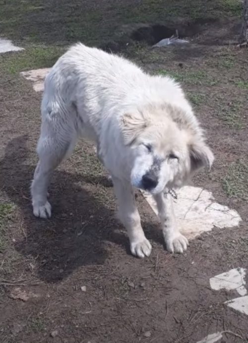 Salvata la cagnolina abbandonata