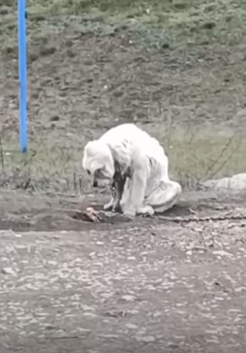 Cane abbandonato in strada 