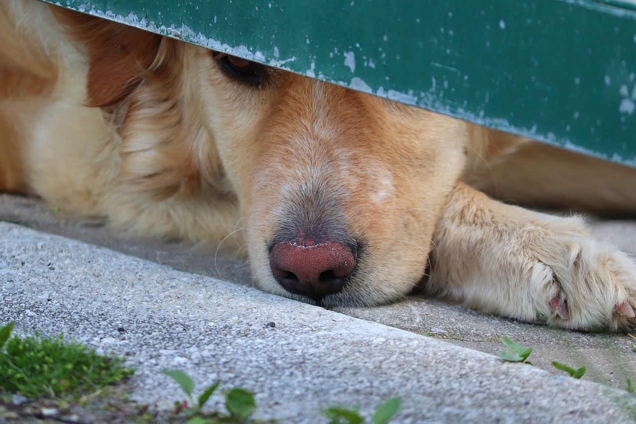 Muso del cane anziano