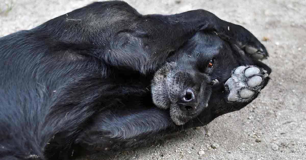 Cane bussa dal veterinario