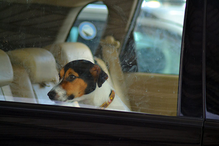 Pisa, Cane lasciato chiuso in macchina 