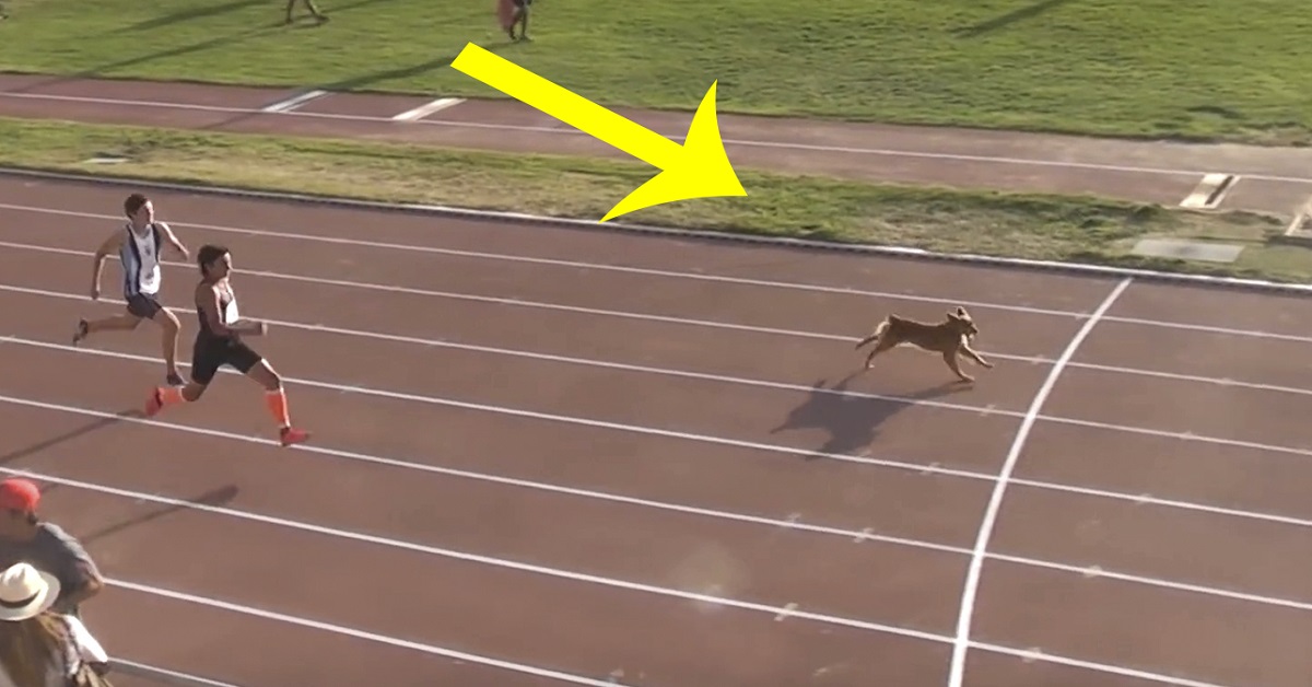 Cane corre e vince la gara