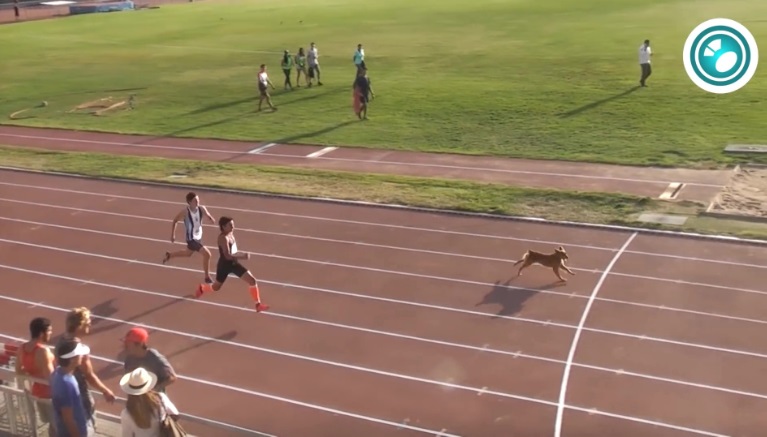 La gara di atletica vinta da un cane