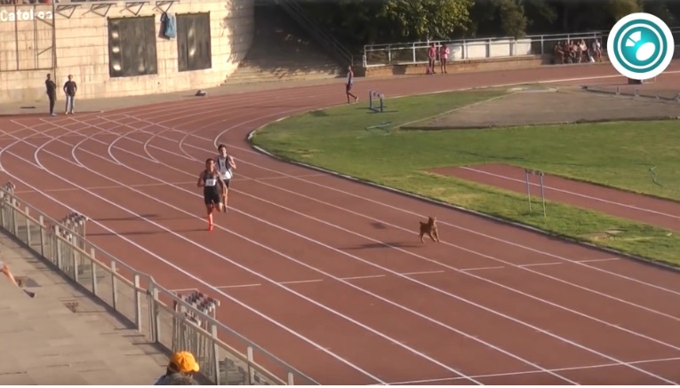 Il cane corre durante la gara