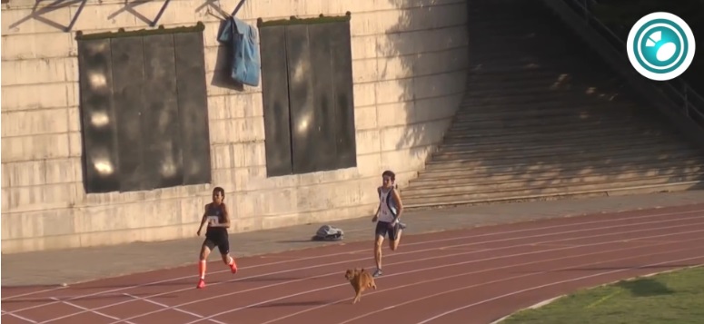 Cane corre con gli atleti