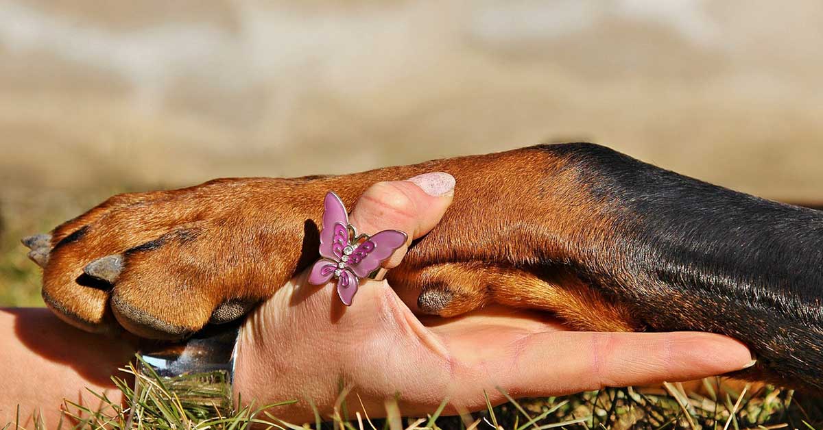 Cane disorientato e solo in mezzo al campo rischia la vita