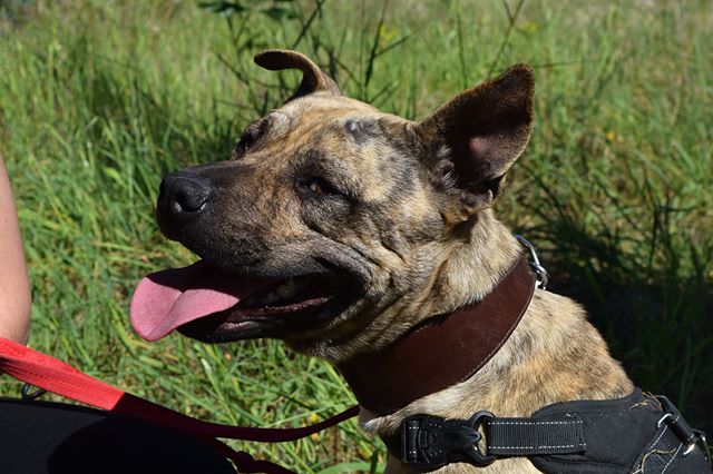 Il cane abbandonato in un campo