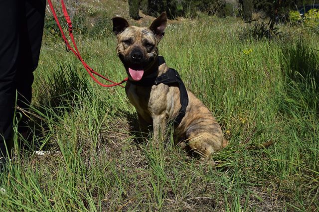 Delicia la cagnolina abbandonata