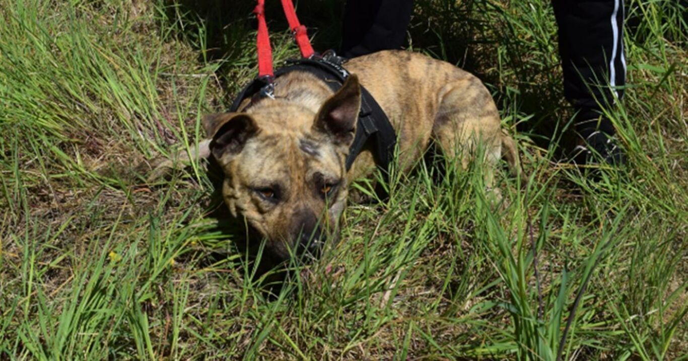 Il salvataggio del cane abbandonato