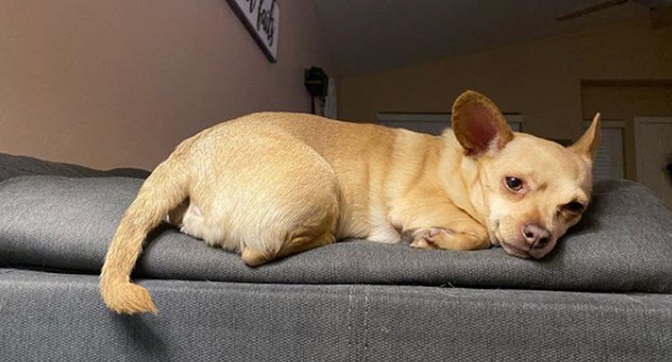 Cane riposa sul divano