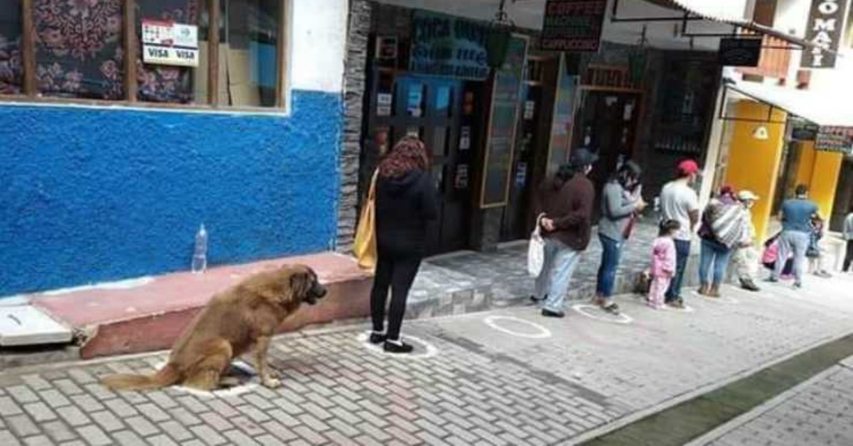 Cane esemplare rispetta la fila e mantiene la distanza fuori al negozio