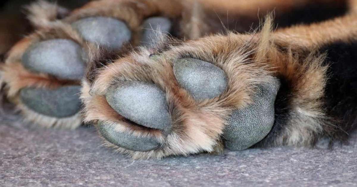Catania, getta il cane del compagno dalla finestra durante una lite: morto sul colpo