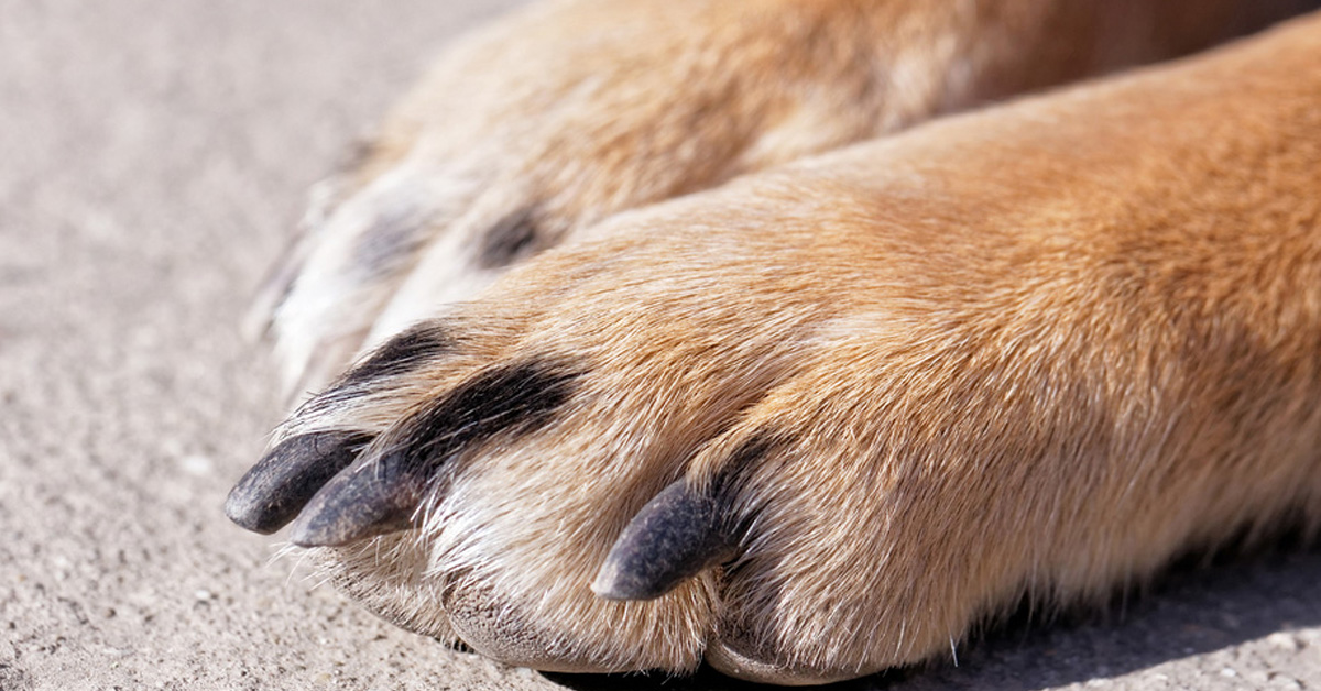 Cantania, getta il cane del compagno