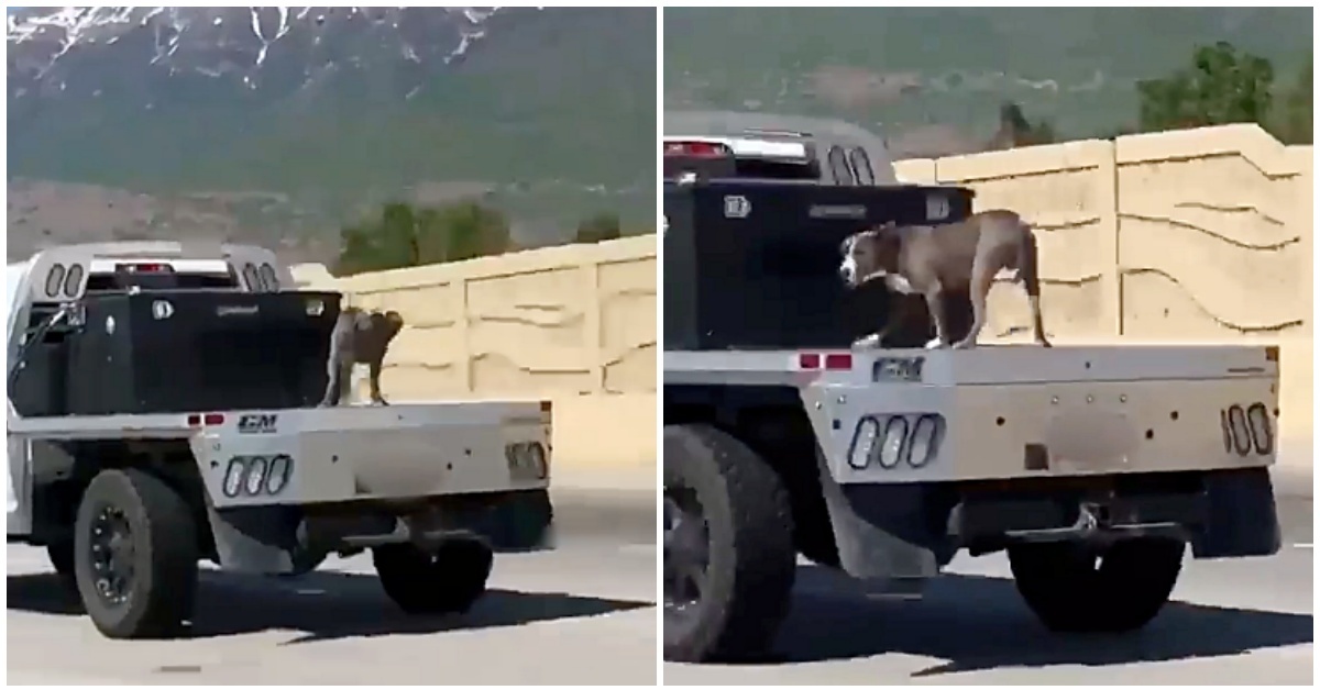 Il video del cane in equilibrio sul retro di un camion