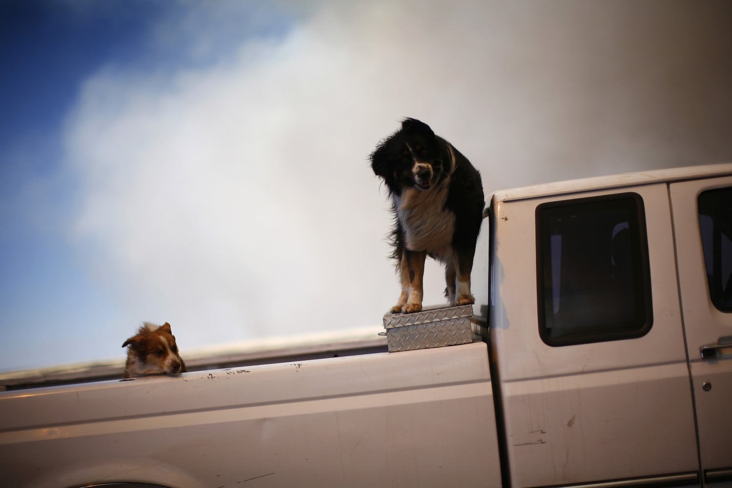 Il video del cane in equilibrio sul retro di un camion