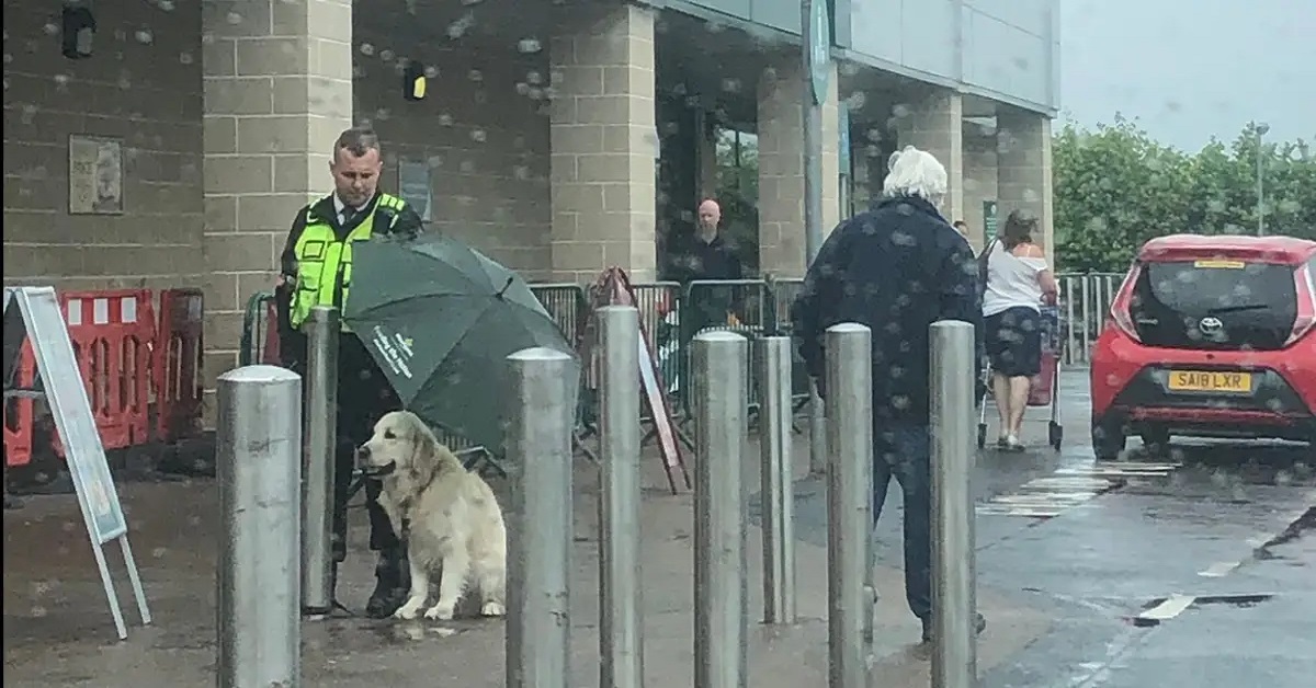 Cane protetto dalla pioggia