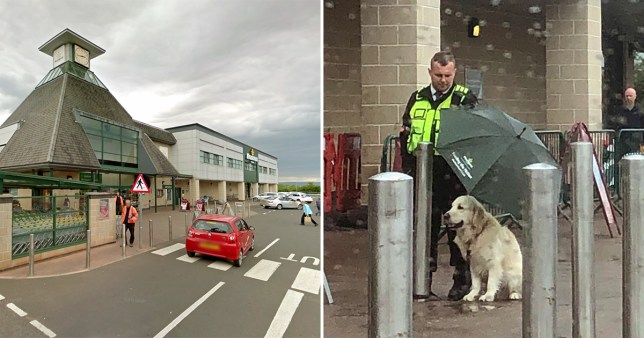 Guardia di sicurezza e il cane