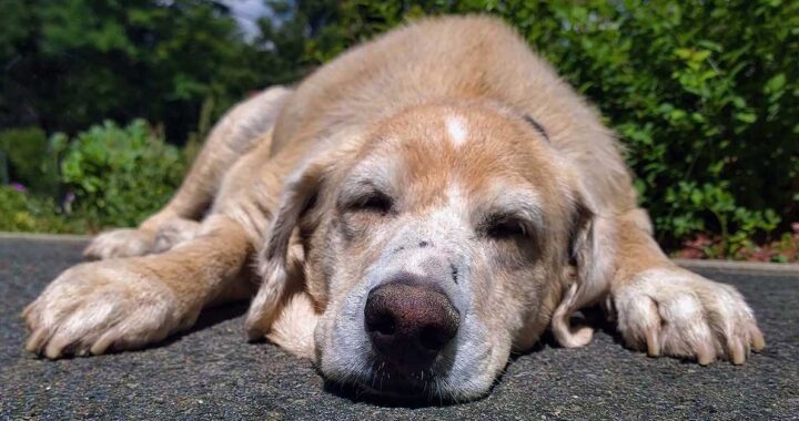 Cane randagio malato di tumore