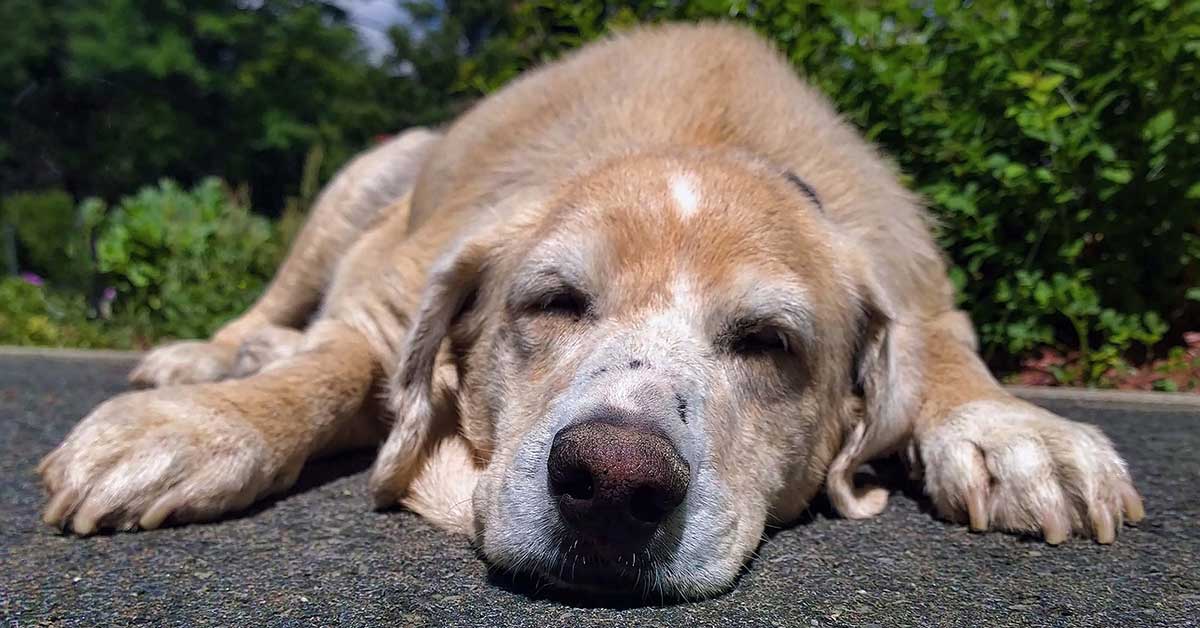 Cane randagio malato di tumore